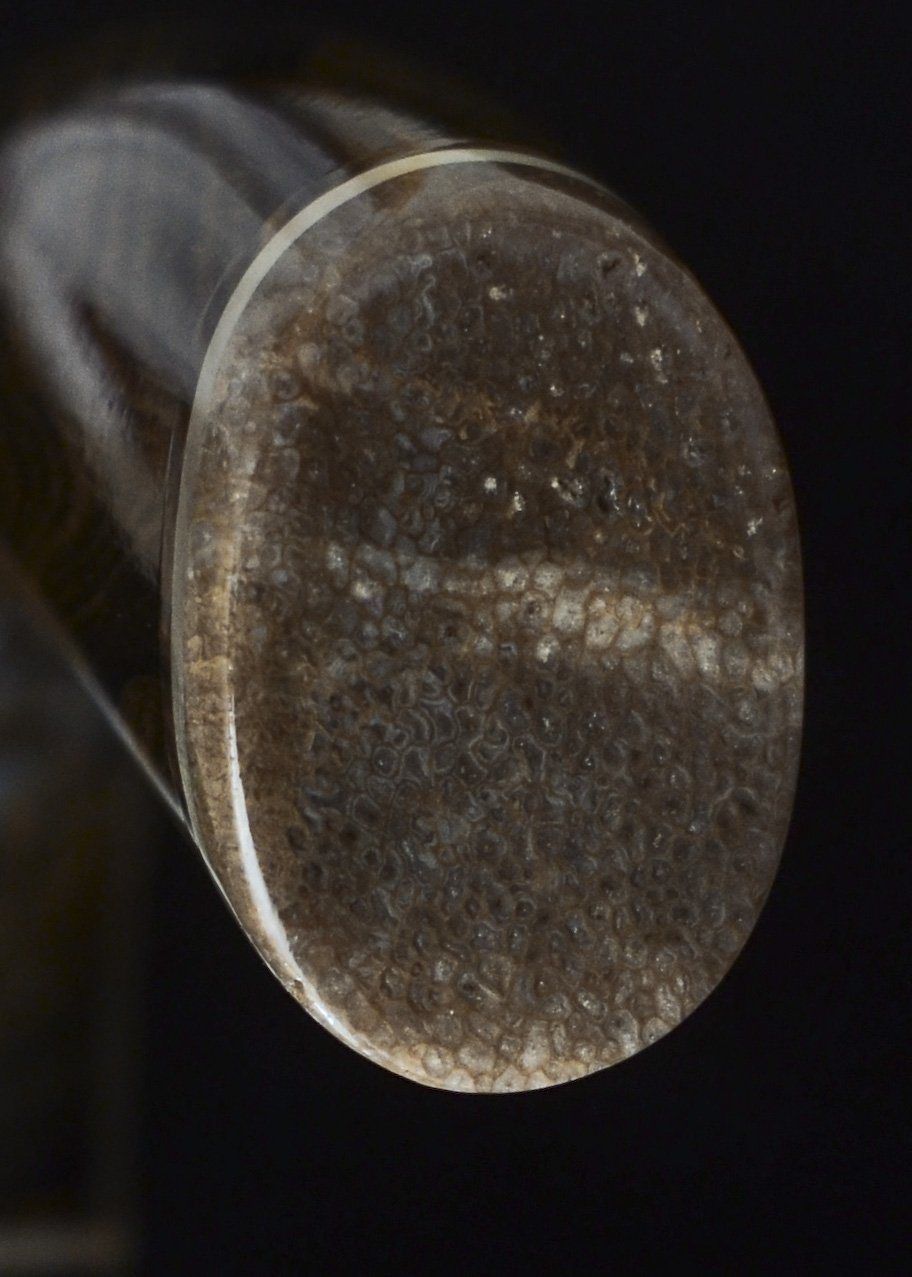 Mun Ebony, Kalimantan Ebony, Dinosaur Bone 12.jpg