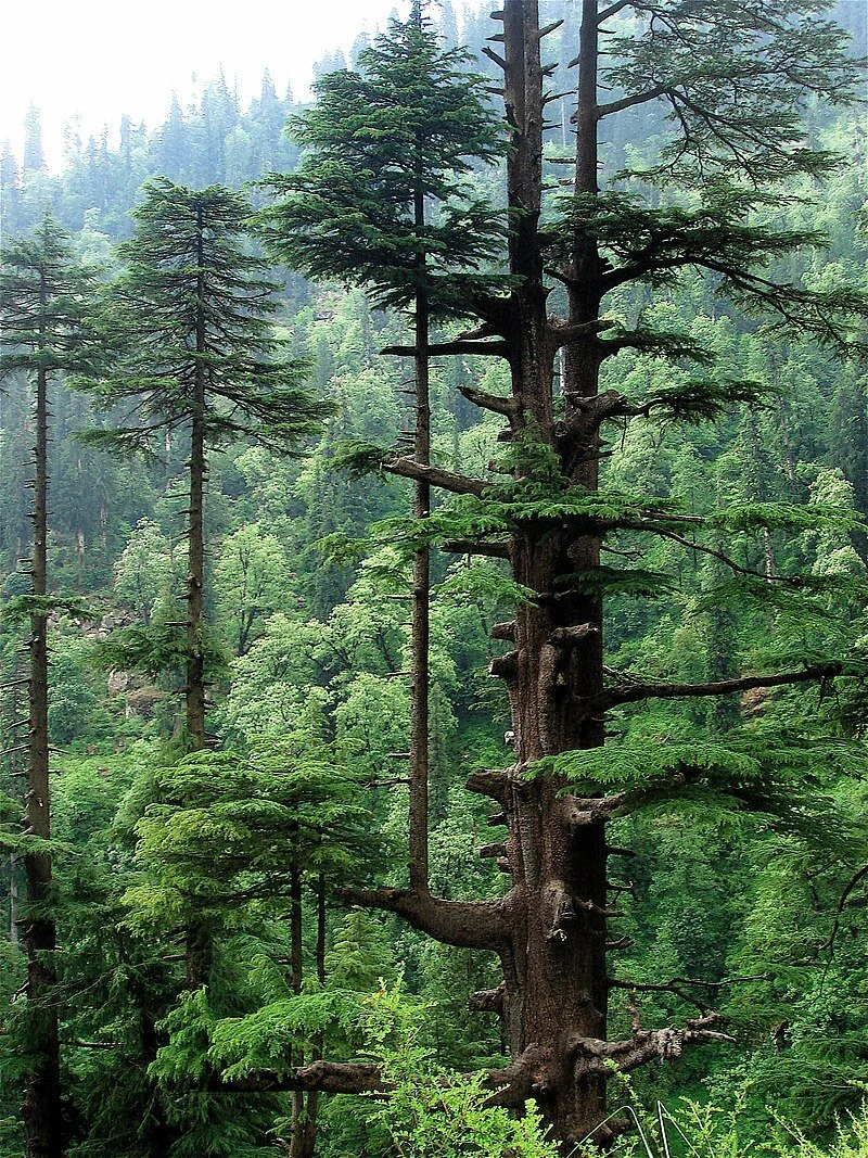 Himalayan Cedar.jpg