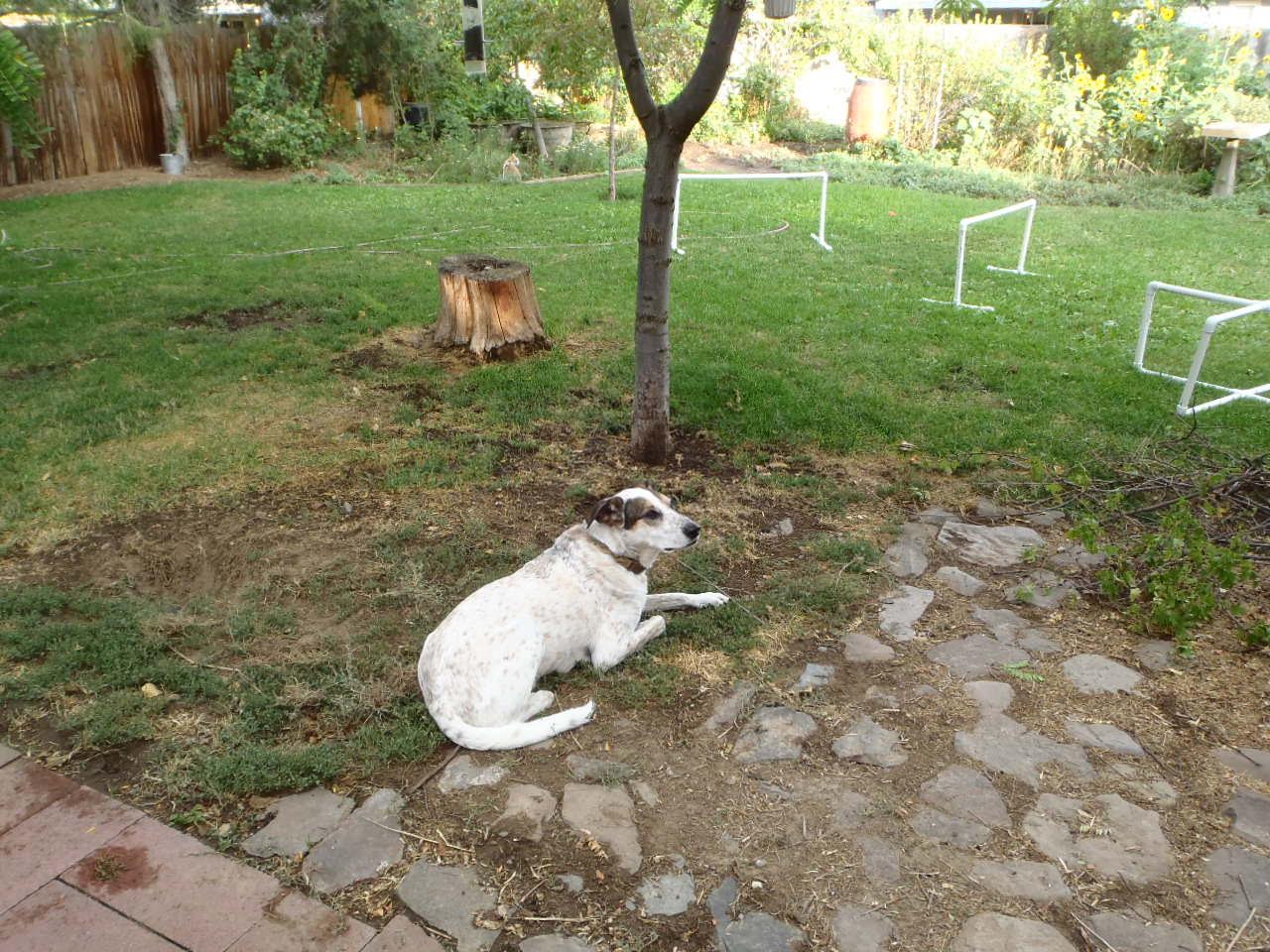 Jake - In Memory - Eternal Paws