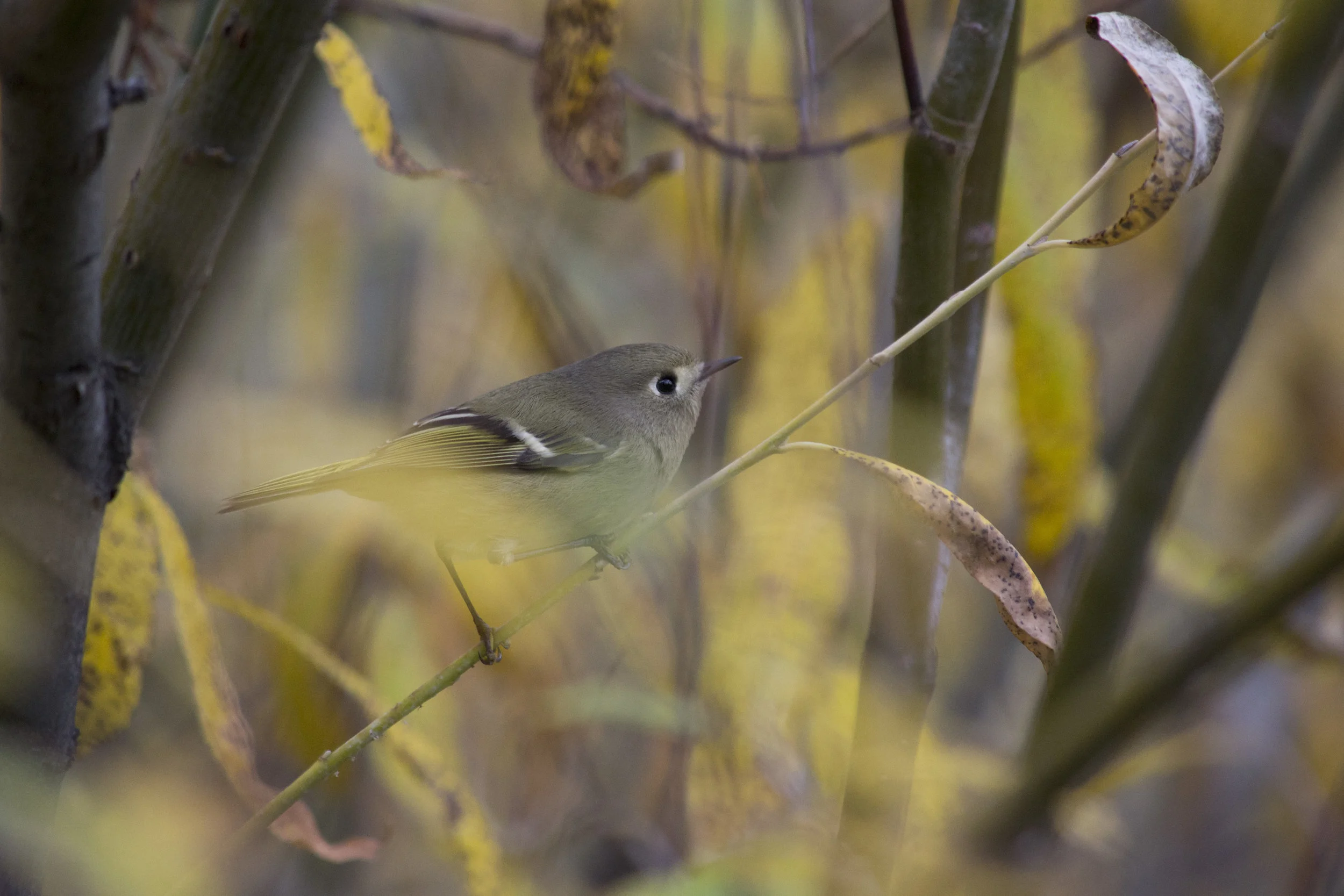 Curious Kinglet