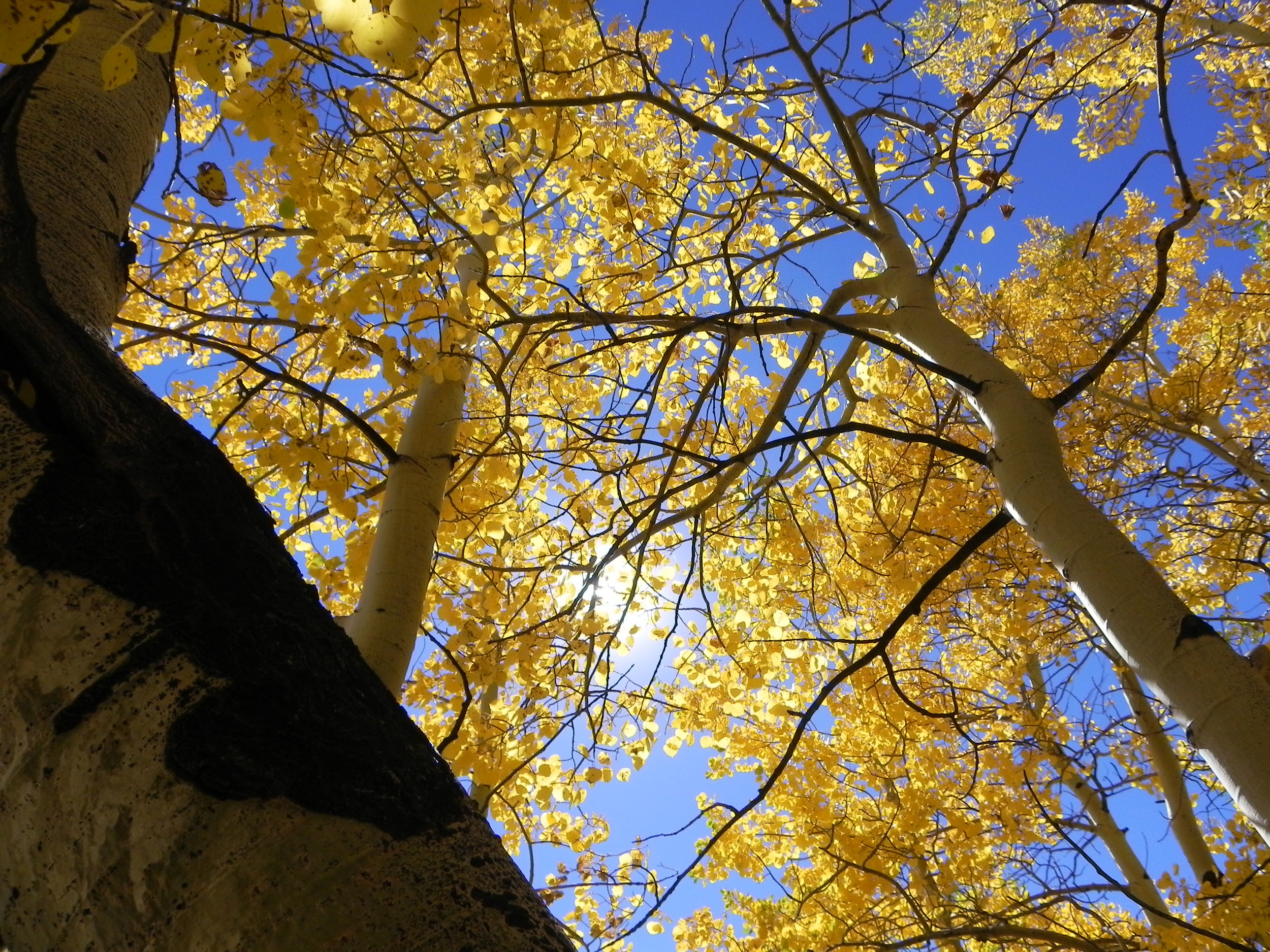 Golden Fall