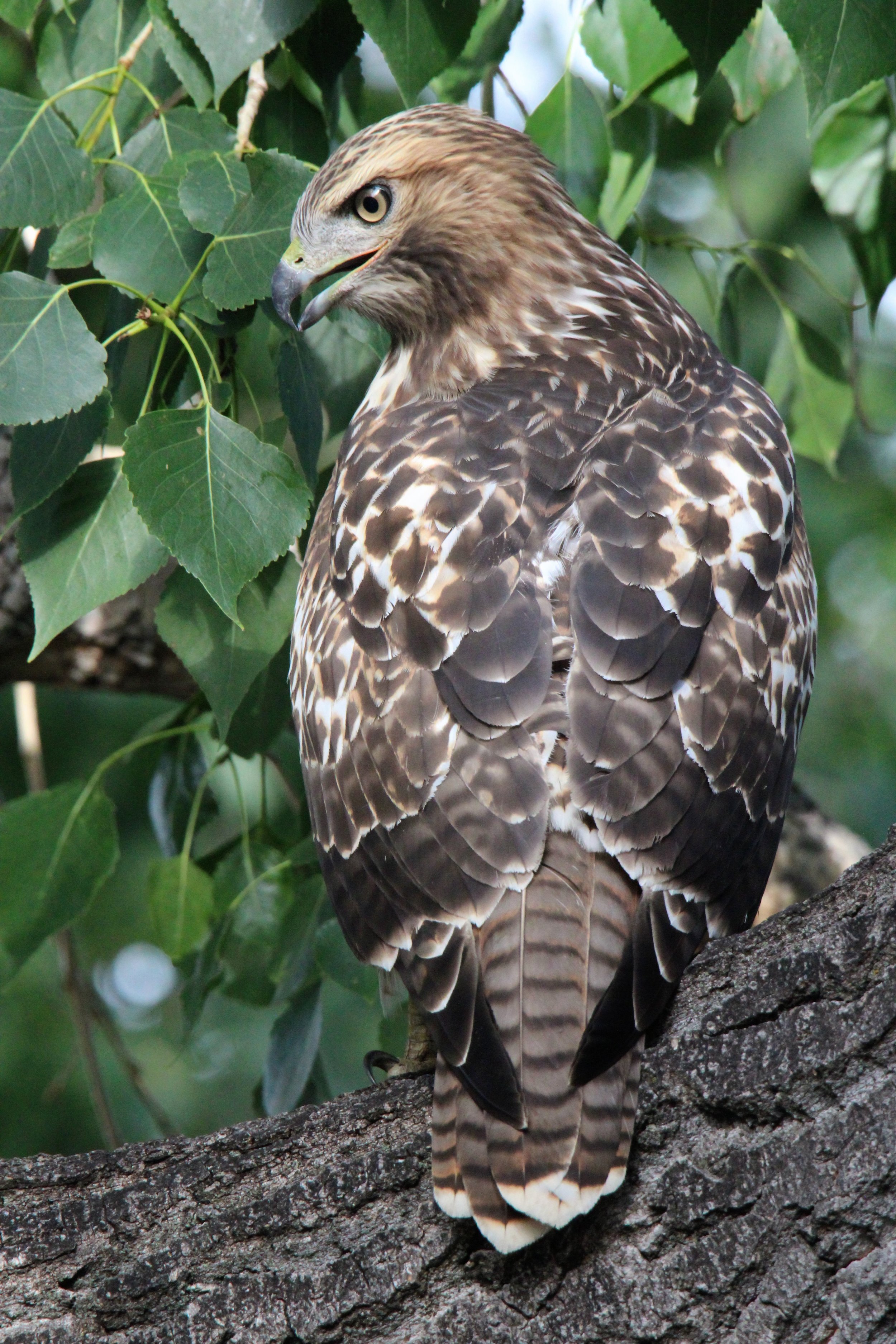 Red-Tailed Hawk