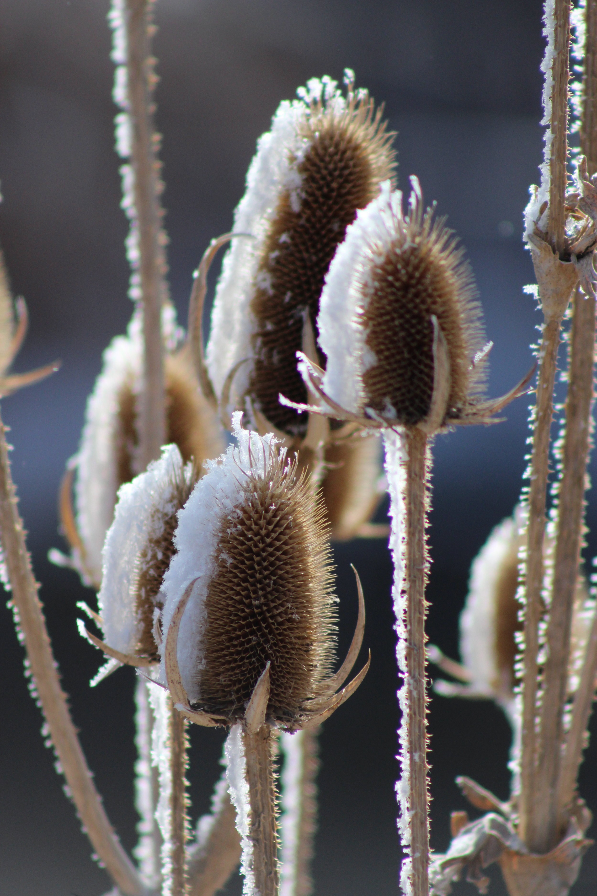 Frosted Teasel