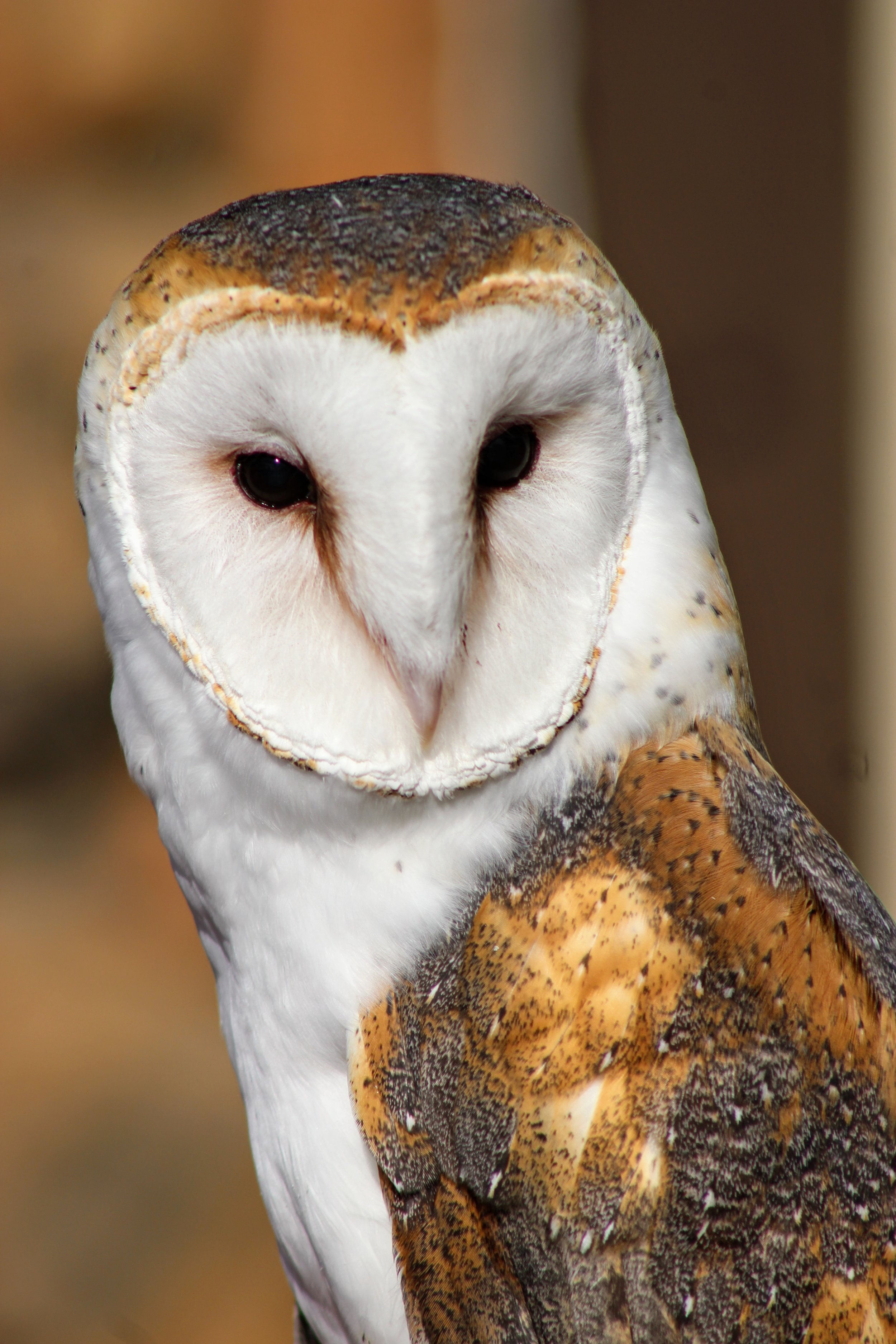 Barn Owl