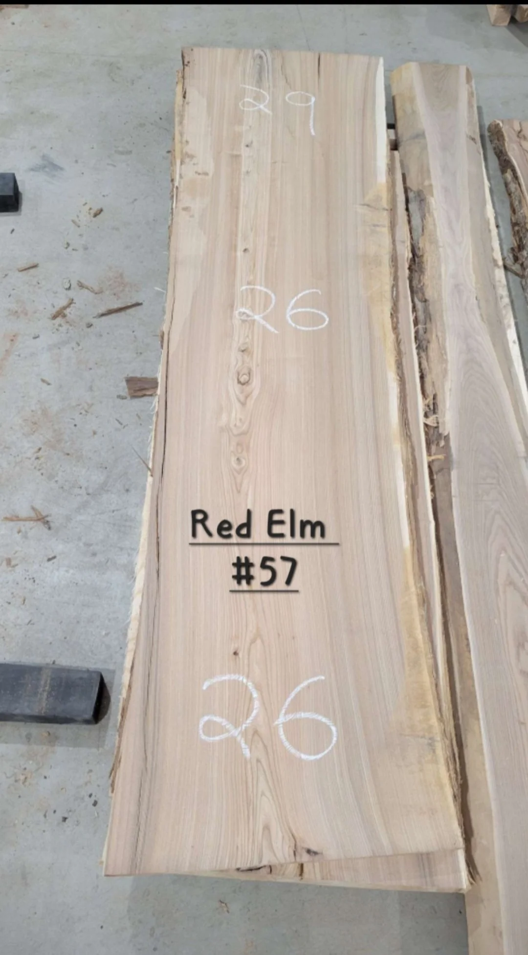 Red Elm #57.jpg