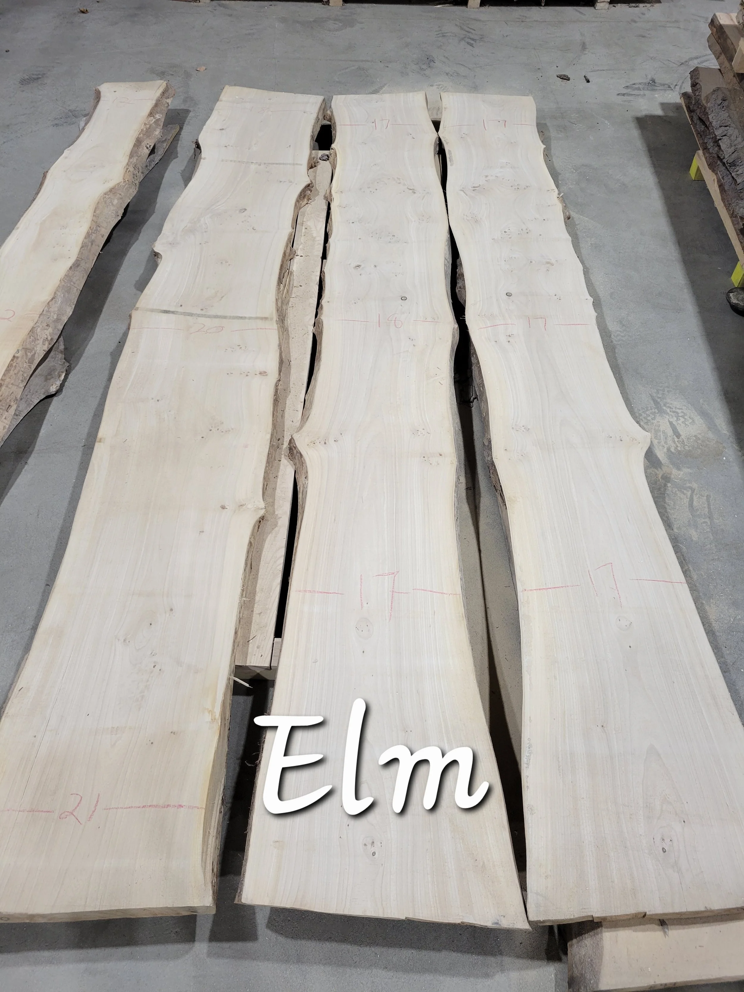 Elm.jpg