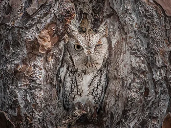 Photo by Graham McGeorge
