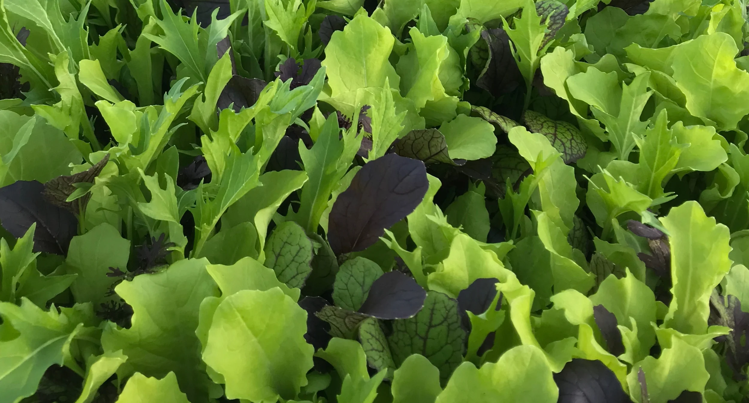 Mustard+Greens.jpg