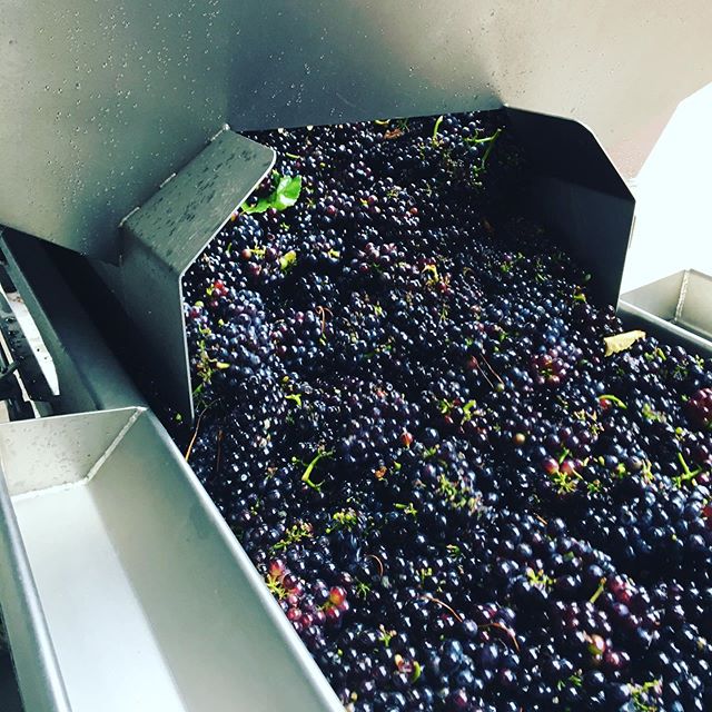 It&rsquo;s Pinot Noir time!