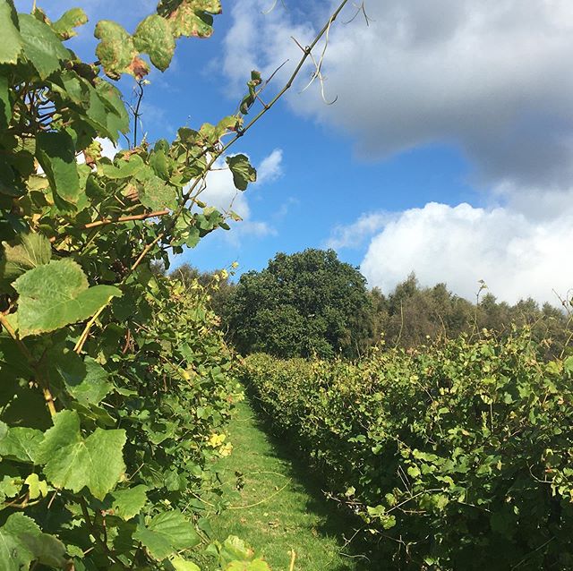 A little bit of blue sky in between the rain.  Apparently this is turning out to be a very wet English harvest. #englishwine #englishsparkling #harvest2019