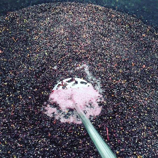 &ldquo;Punch down&rdquo; Sunday for Pinot Noir. I don&rsquo;t need a gym membership when I have to hand plunge these tanks! #englishpinotnoir #englishwine #handpunchdowns