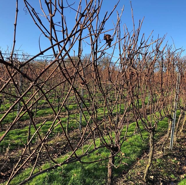 It&rsquo;s pruning season and a sunny day helps with the task this time of the year