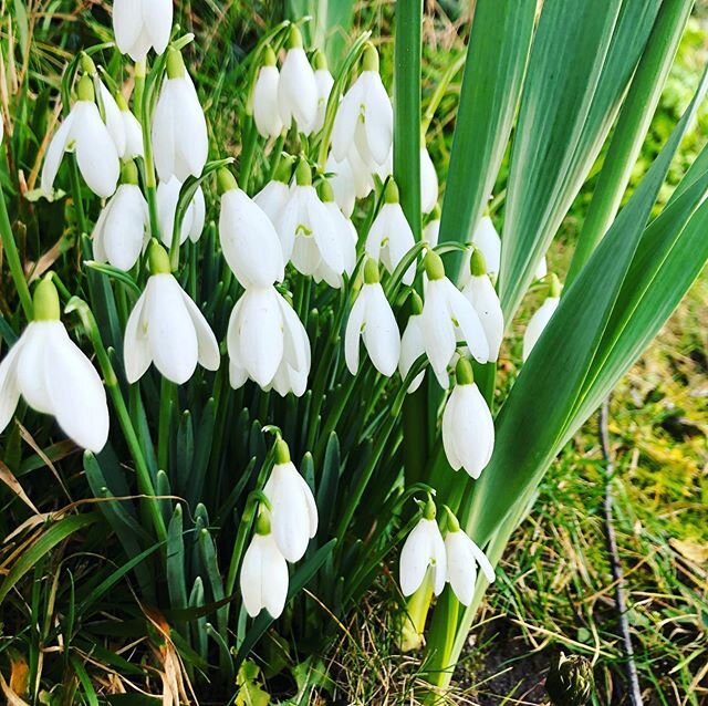 First snowdrops this year