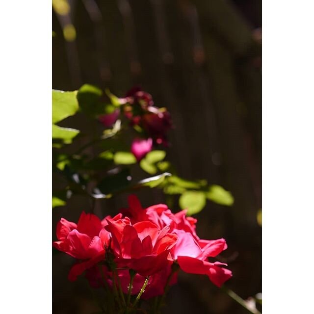 Circumstances mean we're not currently able to open the garden for you to visit the flowers. So for now, we'll try to bring the flowers to you...