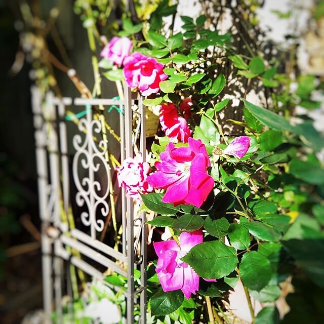 #Flowers grow out of dark moments.&rsquo; - Corita Kent -
.
.
.
.
.
#creativelittlegarden #creativelittlegardennyc #gardening #communitygarden #nyccommunitygardens #eastvillage #alphabetcitynyc #gardenparty #newyork #nylocal #nyc #greenthumbnyc #nycb