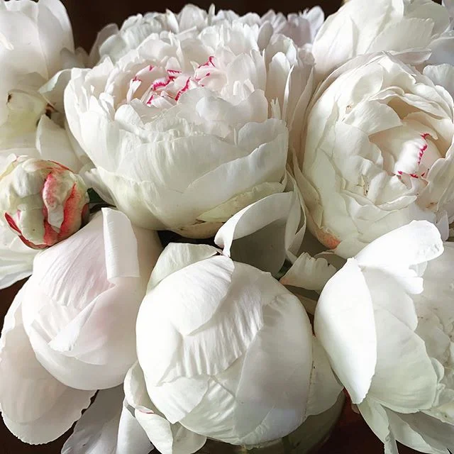 Farm Gate Flower Sales THIS Saturday, 23rd November, from 10am til sold out! It will likely be our final farm gate of the season and we completely sold out by lunchtime at our last opening, so get in early to secure your flowers! We will have whites, light pinks and dark pink peonies by the bunch for sale, as well as robust potted peony plants. Flower varieties will include Marie Lemoine, Edulis Superba and Sarah Bernhardt amongst others, and potted varieties include the rare Itohs and Intersectionals. Florists or bulk orders please contact Jill directly, contact details on the website. .
.
.
#flowersales #farmgate #homegrown #supportlocal #peonyfarm #flowerfarm #peonybouquet #peony #marielemoine #redhill #morningtonpeninsula #arthursseat #weekendadventures #onehourout