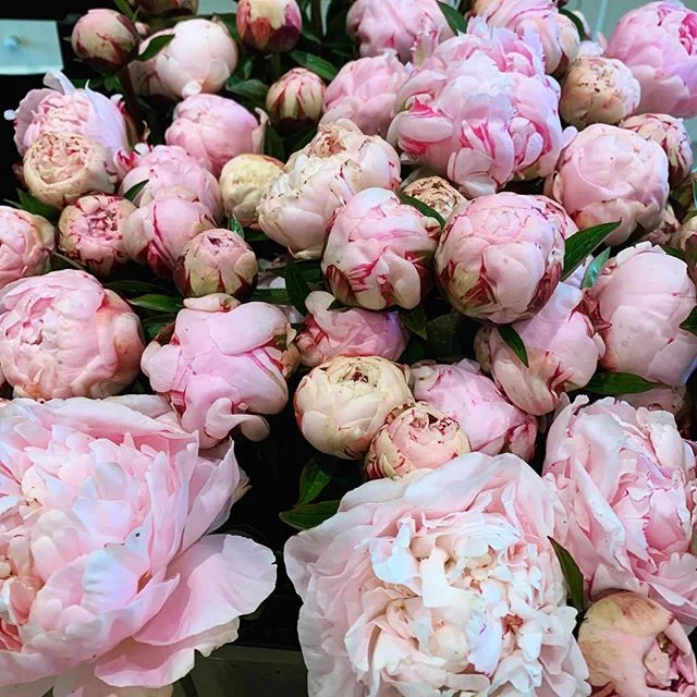 Starting picking today to get a head start on tomorrow’s flower sales! Farm Gate flowers from 10am tomorrow at 237 Arthurs Seat Road, Red Hill. Limited numbers so get in early to avoid disappointment! Stall located down near the peony paddocks so drive your car SLOWLY down the track and follow signs to the carpark. *Reminder that there is no access to wander the gardens as in previous years, we are only open for flower sales*
.
.
.
#flowersales #farmgate #redhillpeonyestate #peonyseason #peony #redhill #morningtonpeninsula