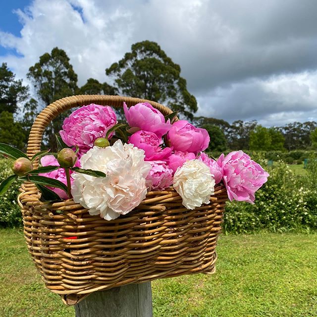 This past weekend has signalled the end of the peony season in Red Hill and the last blooms have been picked and enjoyed around our house. Thank you all for your support, via social media or in person by purchasing a bunch of our peonies!