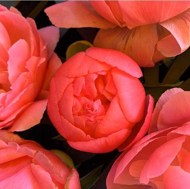 Happy New Year! Thank you to the numerous supporters of our farm this year, both peony-loving individuals and wonderful local businesses, including @torellofarm who took this beautiful image of our coral peonies for sale back in November. We wish you