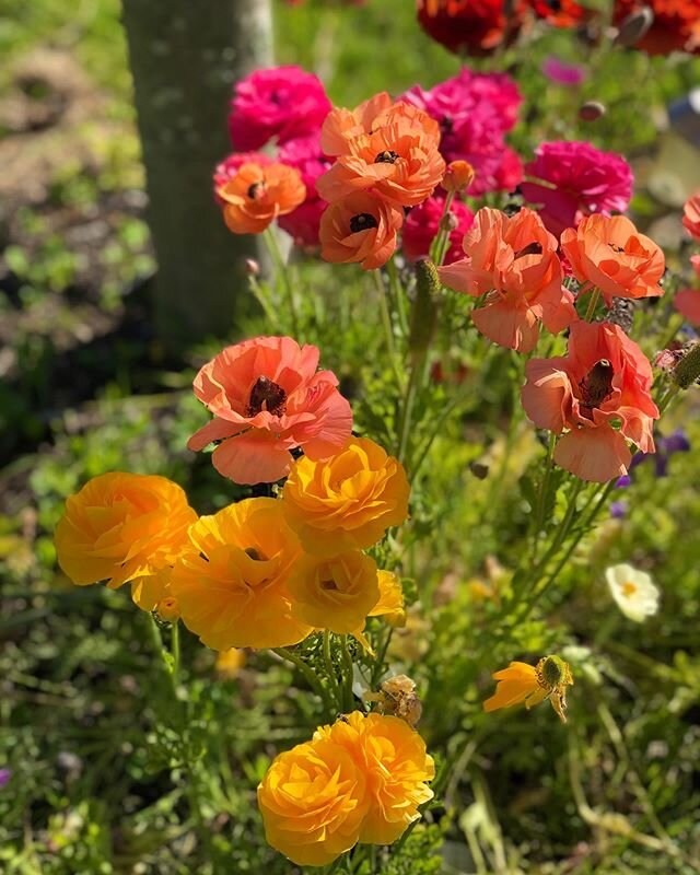 A Red Hill sunset made of flowers 💛🧡💗❤️ Throwback to our Spring poppies .
.
.
#poppies #poppy #flowers #flowerfarm #sunset #color #goldenhour #redhill #morningtonpeninsula #nature