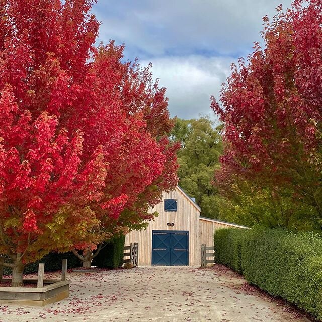 Looks like we&rsquo;re in for another glorious Autumn in Red Hill 🍁 .
.
.
#autumn #autumncolors #fall #deciduoustrees #barn #flowerfarm #garden #gardenersofinstagram #redhill #morningtonpeninsula #lovethepen #redhillpeonyestate