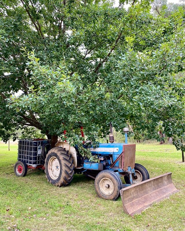 Taking a pause under the trees, but a gardeners work is never done .
.
.
#gardening #gardensofthemorningtonpeninsula #opengardensvictoria #tractor #redhillpeonyestate #redhill