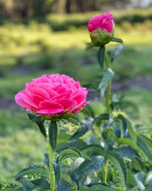 Pink flashback to brighten a grey Melbourne day 🌸
.
.
.
#pink #peony #peonyrose #peonyflower #petalperfection #beauty #flowersofinstagram #flowerpower #flowerfarm #redhillpeonyestate #redhill #morningtonpeninsula #morningtonpeninsulabusiness #smallb