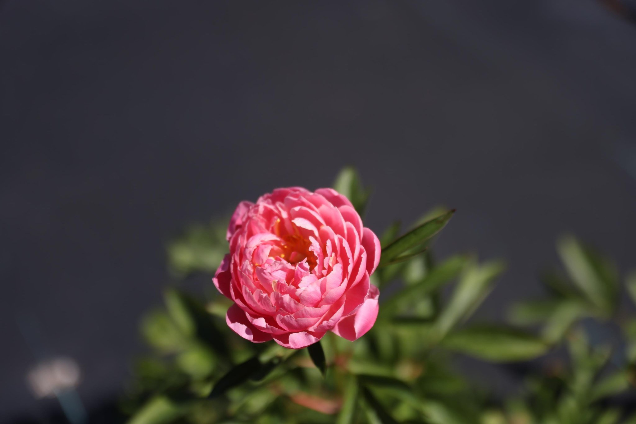 We are BACK! Red Hill Peony Estate is blooming!

Under new ownership &amp; management and with the crew from @ryeproduceandnursery  helping us find our feet we are extremely excited to be harvesting these beautiful Coral Peony flowers. 

Stay tuned f