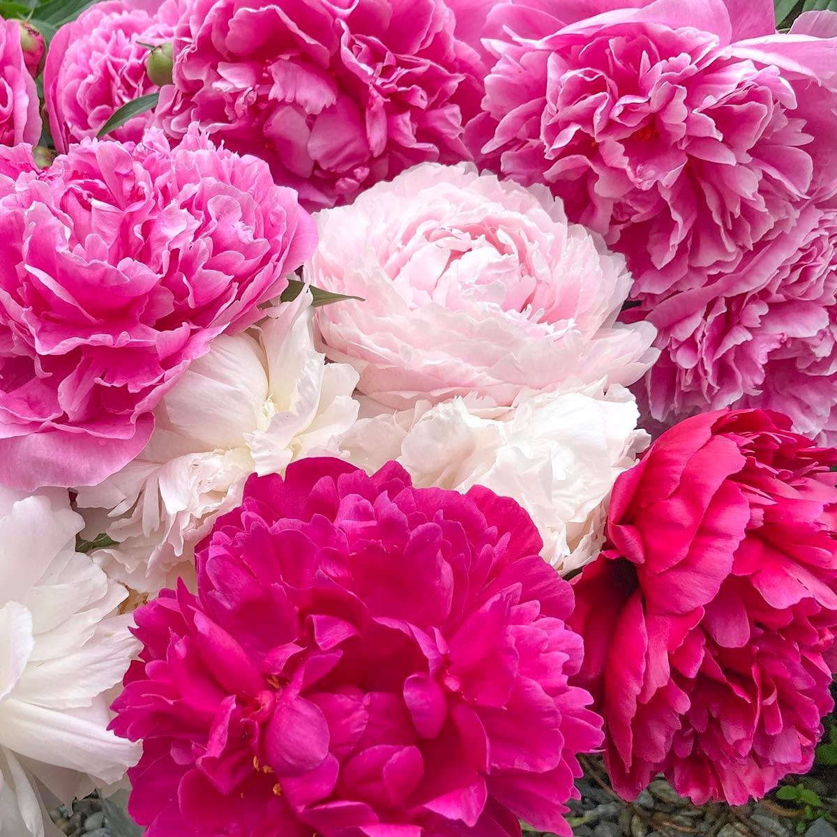 &hellip;there&rsquo;s a new peony on the block
&hellip;and you&rsquo;ll be seeing RED
&hellip;check out the website to see
&hellip;the new &ldquo;I LOVE YOU&rdquo; Box
&hellip;with 4 roots &amp;  4 colours
&hellip;the superb RED VELVET is in town
&he