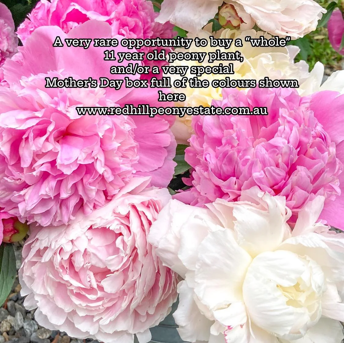 A very rare offer to all peony lovers #gardeners #gardenersofaustralia #gardenersdelight #gardenersparadise #gardenerslife #gardenersworld #peonias #enjoyyourday #bungay #MPNews #enjoylife #hellohello #redhillmarket #gardendesigner #peony #enjoy #mor