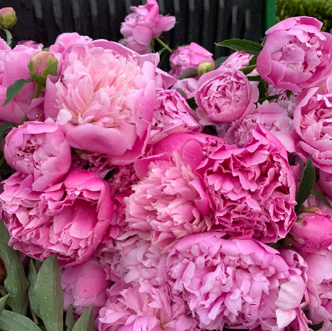 Last chance to grab a bunch of peonies.
We will again be at the Hill &amp; Ridge Community Market this Saturday 6th December
These strong, pretty-pink Edulis Superba along with darker pinks through to reds.
184 Arthurs Seat Road, just 500 metres pass