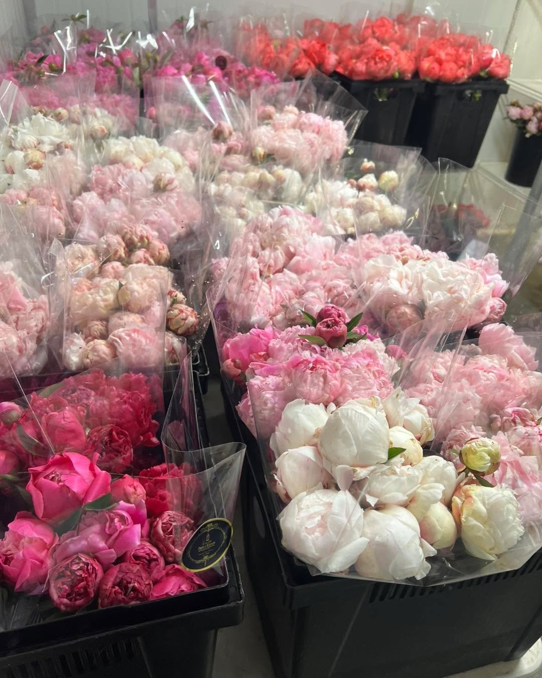 &hellip;Just finished picking, wrapping and stacking the fridge for our last Carpark pick-up day for peonies tomorrow Saturday 22nd November. &hellip;..See website