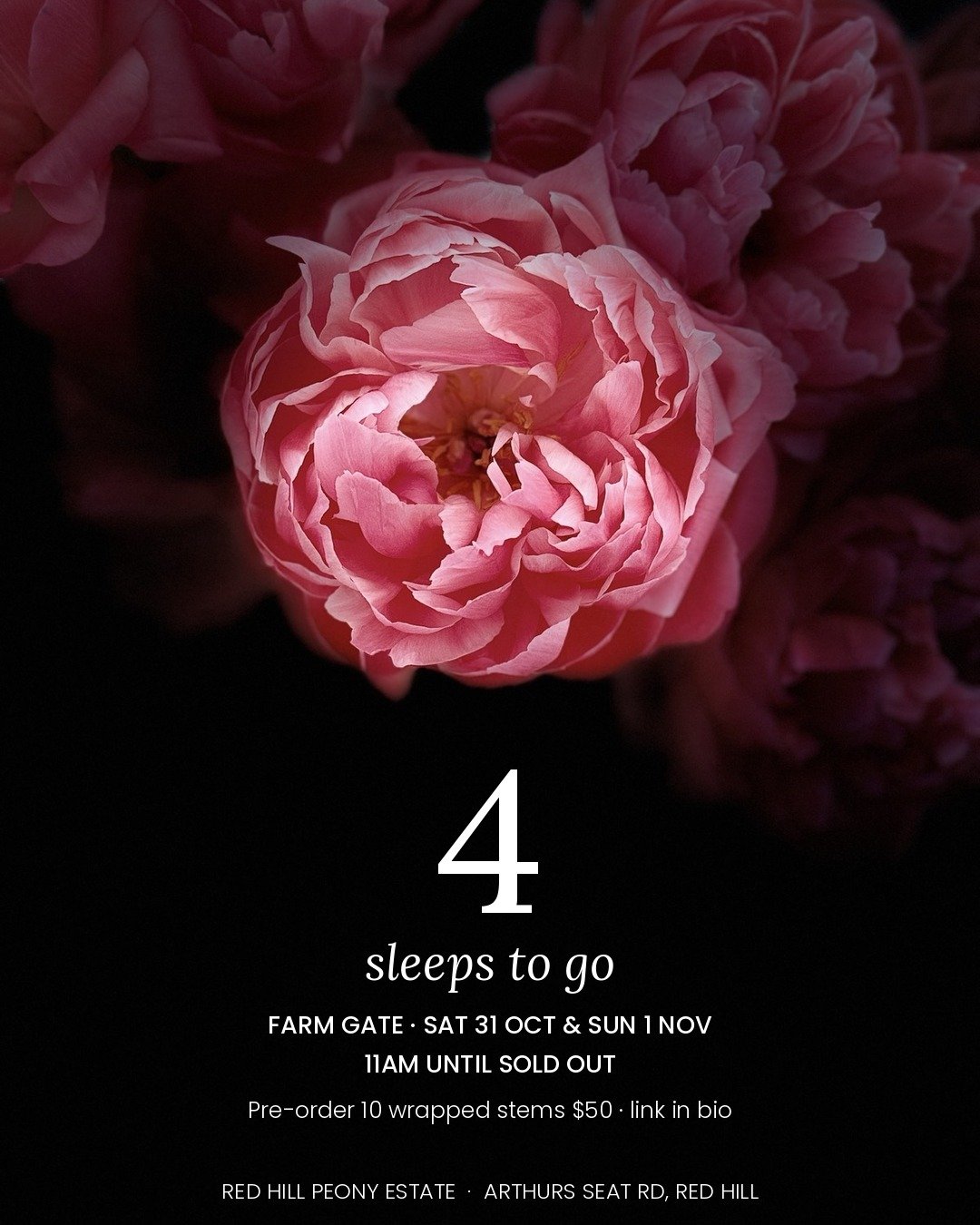 4 sleeps until the gates open.

Red Hill Peony Estate's first Farm Gate weekend of the season is Saturday 31 October and Sunday 1 November, 11am until the buckets are empty. 237 Arthurs Seat Road, Red Hill. The flowers are grown and picked with the t