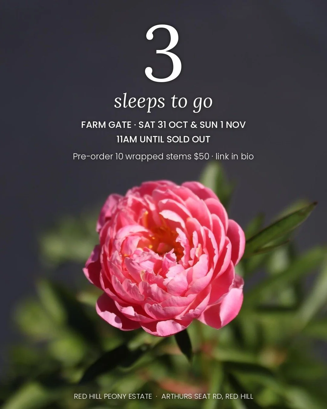 3 sleeps to go.

The corals are the first to open at Red Hill, and they are the ones you will see in the buckets this weekend. In the vase they fade from coral to apricot to cream over the week.

Farm Gate opens Saturday 31 October and Sunday 1 Novem