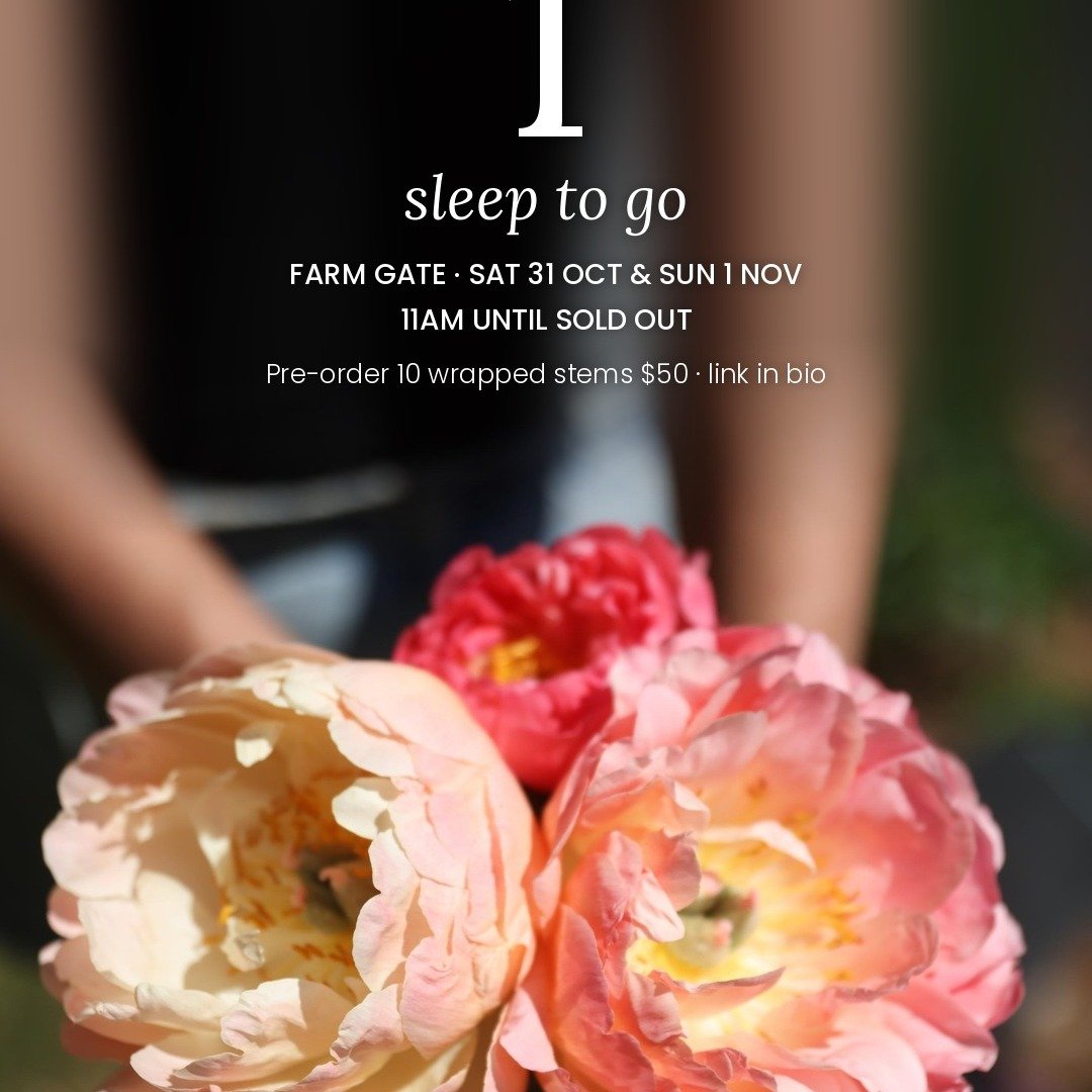 1 sleep to go.

Tomorrow the gates open. Saturday 31 October and Sunday 1 November, 11am until the buckets are empty, at 237 Arthurs Seat Road, Red Hill. Drive down the track to the Peony Paddock; parking is beside it. Grown and picked with the team 