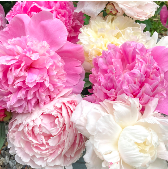 Screenshot 2026-03-24 at 10.21.49 pm.png