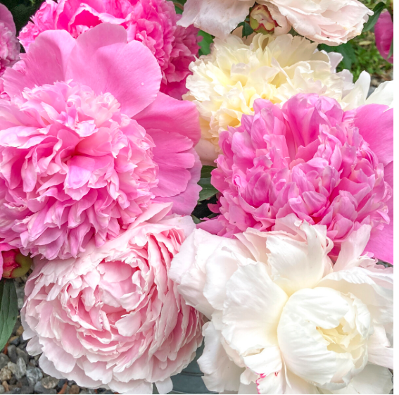 Screenshot 2026-03-24 at 10.22.26 pm.png