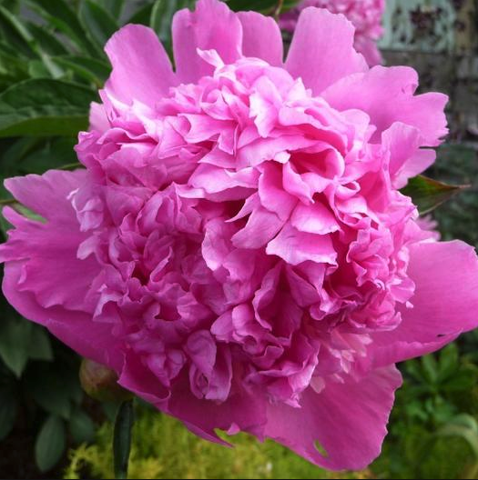 Edulis Superba.png (Copy) (Copy) (Copy)