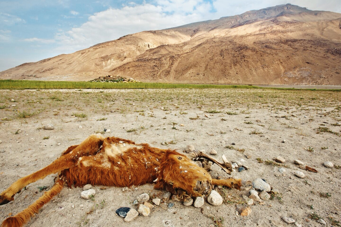 My new benchmark for alpine hiking. Dead calf level is good for the whole family. See dead donkeys and the terrain is more advanced. Once you get to dead goat level, plan your exit strategy.