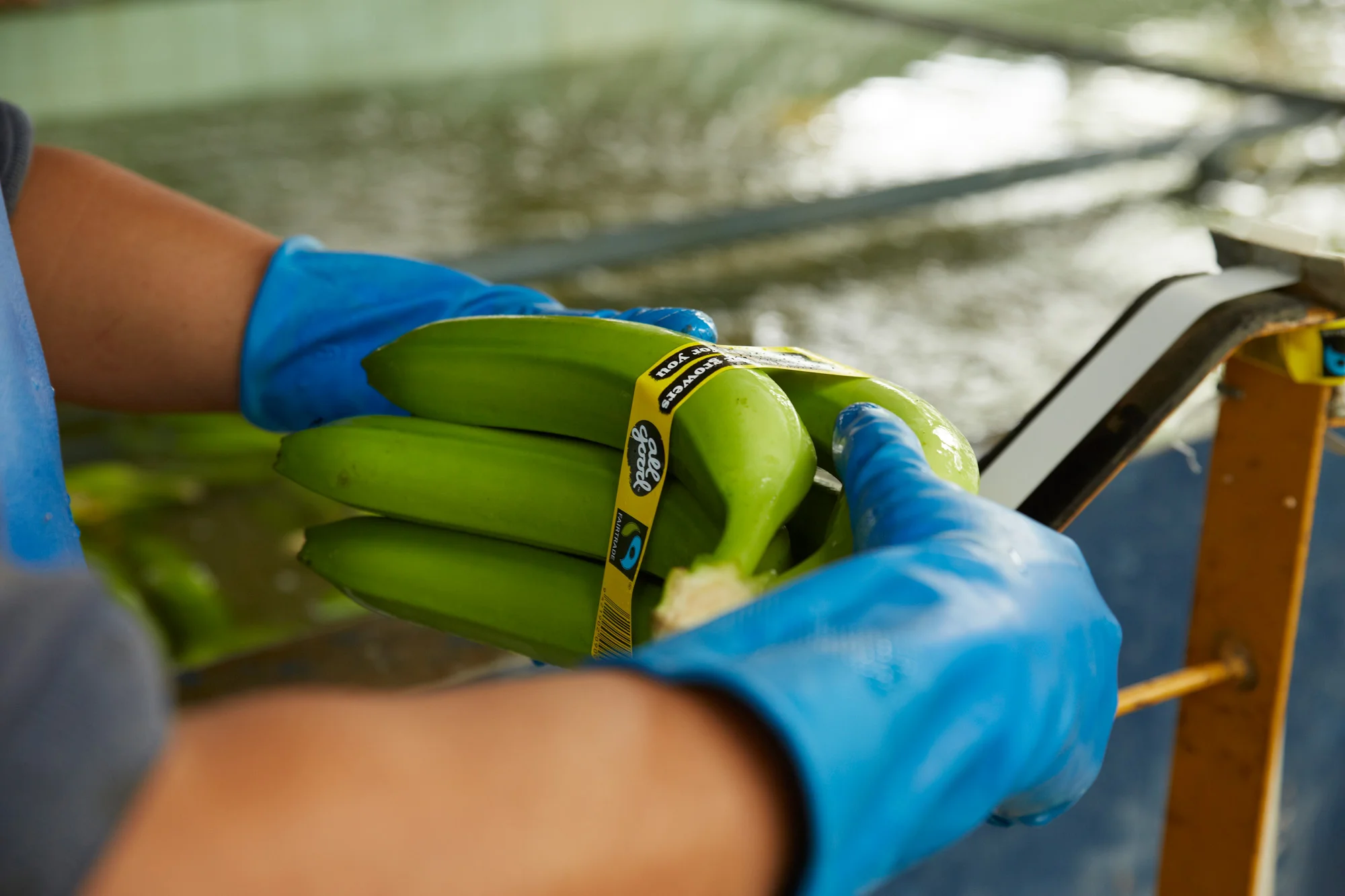 Meet the Minister for Bananas