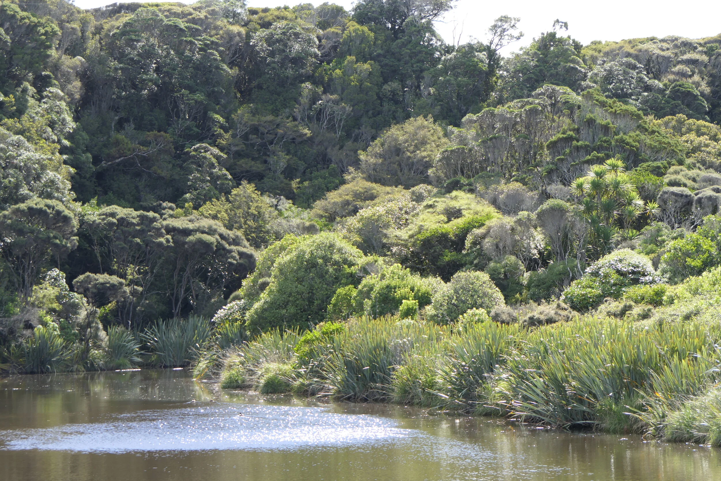 Rarakau 2018-04-02 03.10.34.jpg