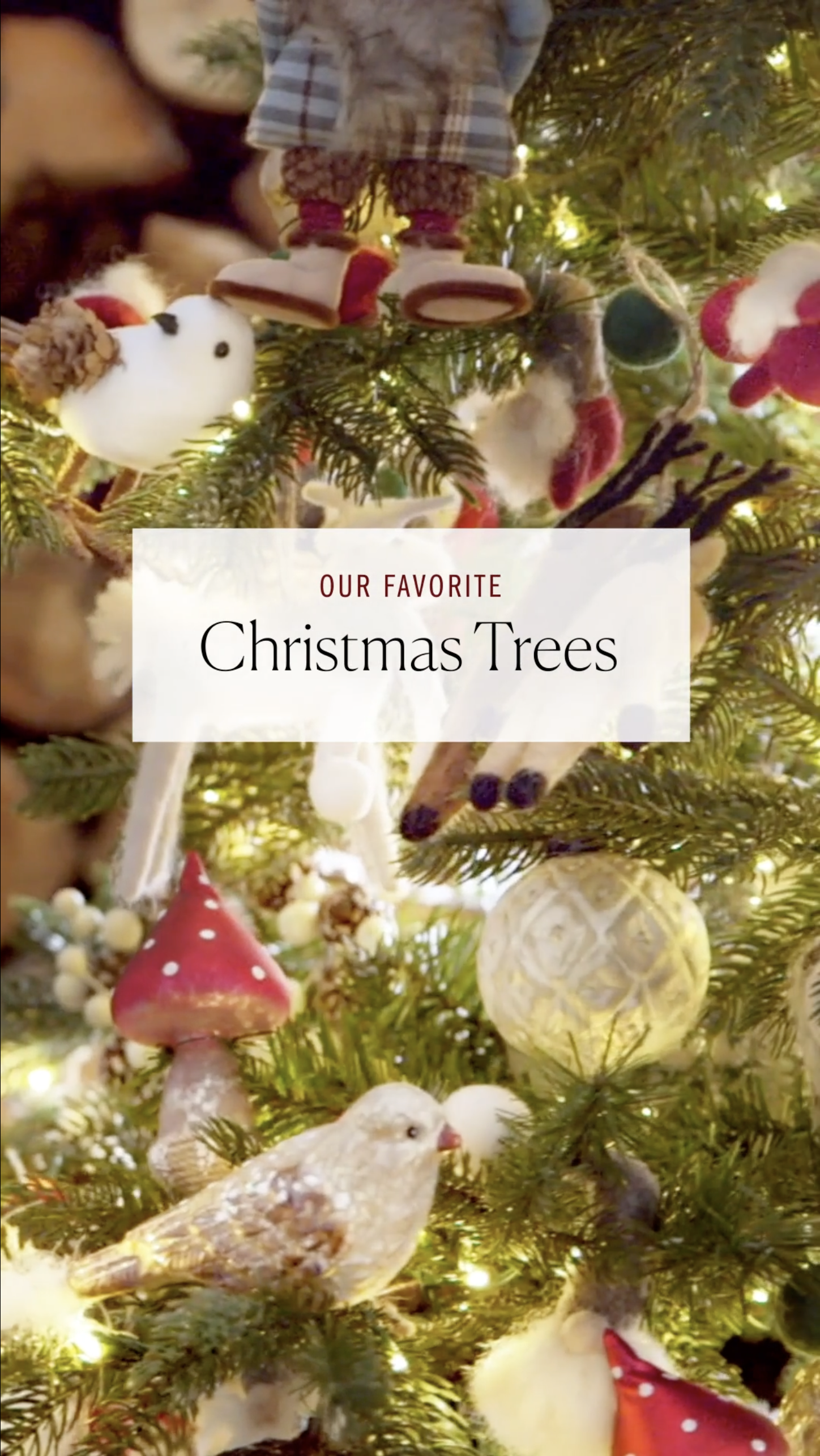 Our Favorite Christmas Trees