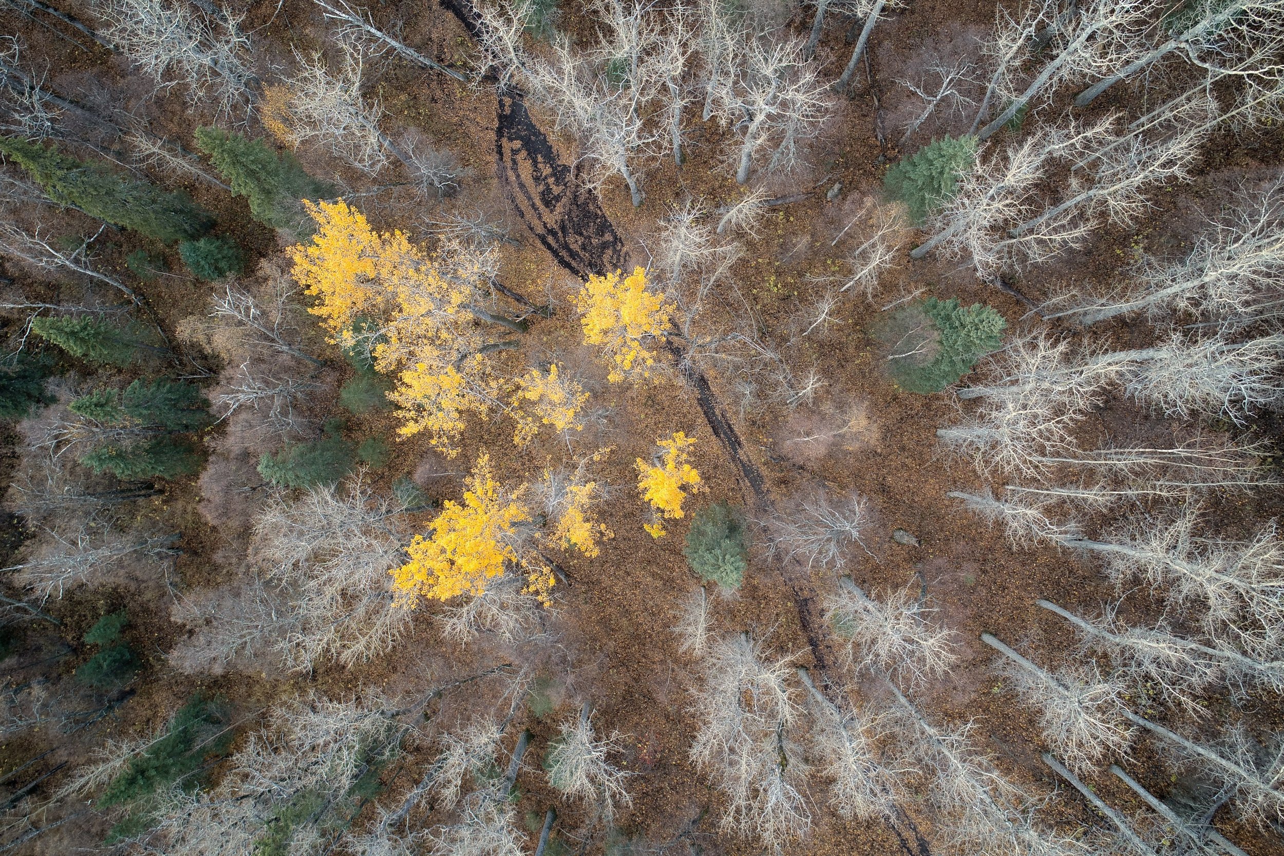 Fall_color