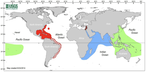 Global distribution of lionfish. The red lionfish and the devil firefish have different native ranges (green and blue respectively). Both species are present in the invasive range (red), although the red lionfish dominates. Stars represent sightings of P.miles in the Mediterranean. Hatching represents the predicted future distribution of lionfish. (source: USGS-NAS)