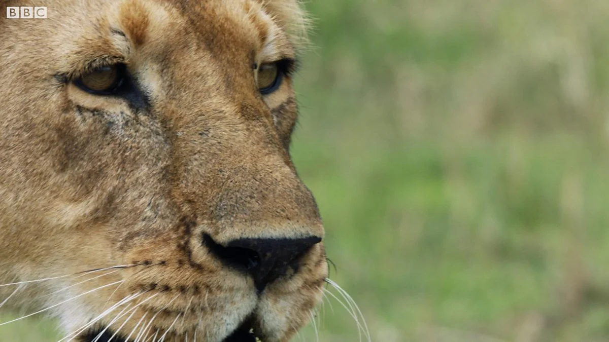 Charm, the Matriarch of the pride