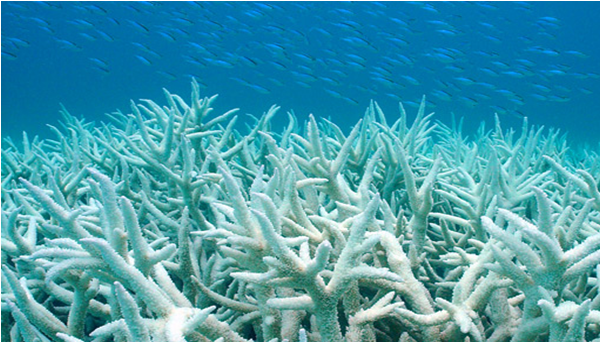Without Zooxanthellae, corals lose both their colour and 85% of their energy source.