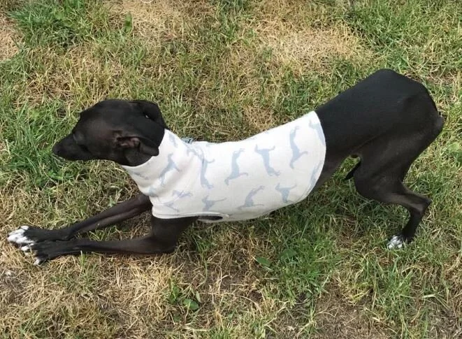 t-s beige lévrier.JPG