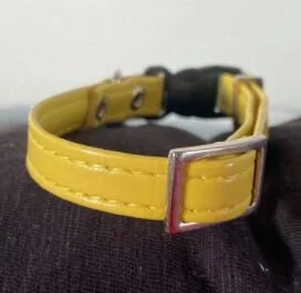 Collier chien ou chat