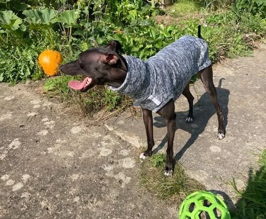 Pull chiné gris du L au 4XL