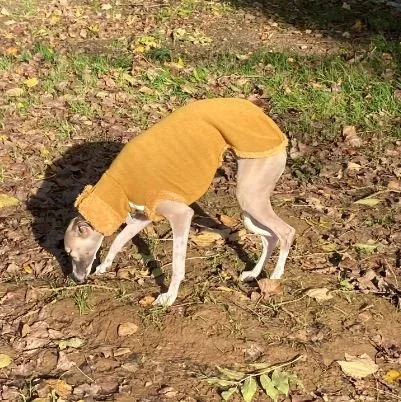 teddy moutarde 1.JPG